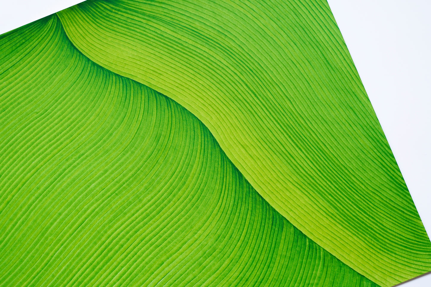 Original marker drawing (50*70cm)