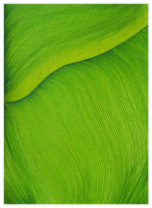 Original marker drawing (50*70cm)